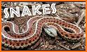 Snake Videos related image