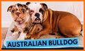 Australian Bulldog related image