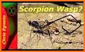 Scorpion Wasp Solitaire related image