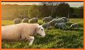 Sort Sheep Flock related image