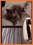 thecatvibess related image