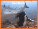 Slap That Shark related image