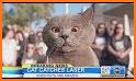 Lazer Cat related image