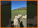 Lamb Herding related image