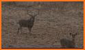 Whitetail Deer Calls related image