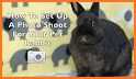 Cute Rabbit Photo Editor related image