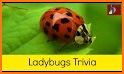 Ladybug Trivia related image