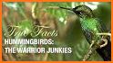 The Hummingbird related image