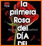 Rosas de Amor y Amistad related image