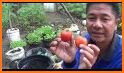 tips cara praktis menanam tomat dalam pot related image