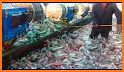 Squid Fishing related image