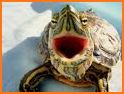 Funny Turtle Rescue related image