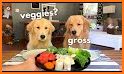 Dog Fooding related image