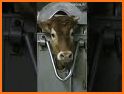Decent Cow Escape related image