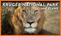 Wild About Kruger Park related image