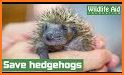 Save The Hedgehog related image