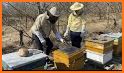 Intelligent Hives - Managing your apiary related image