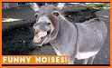 Animal Sounds and Fun Sound Effects related image