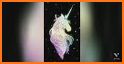 Glitter Unicorn Live Wallpaper Themes related image
