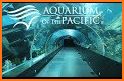 Aquarium Pacific related image