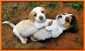 Funny Puppy related image