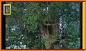 Tallest Tree related image