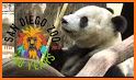 San Diego Zoo Maps and Travel Guide related image