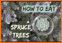 Spruce related image