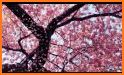 Sakura live wallpaper & moving background related image