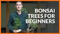 Bonsai related image