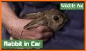 Save The Rabbit related image
