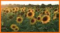 Morning Sunflower Keyboard Background related image