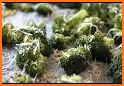 Best Broccoli Recipes related image