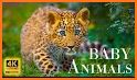 Animals Wallpaper related image