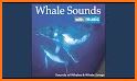 Whale: Sleep and lullaby related image