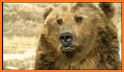 Virtual Pet Grizzly Bear related image