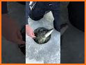 Ice Fishing Insider related image