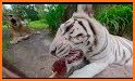Amazon Rainforest VR Zoo Animals (Cardboard) related image