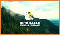Best Bird Sounds, Calls & Ringtones related image