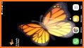3D Butterfly Live Wallpaper related image