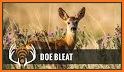 Deer hunting calls related image