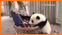 Baby Panda' s House Cleaning related image