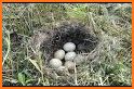 Wild Eggs related image