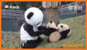 Baby Panda's Dream Job related image