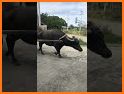 Animal Caro related image
