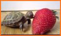 Fruit Turtle related image