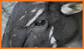 Saola related image