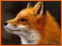 What Does The Fox Say? related image