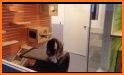 Indoor Cat House related image