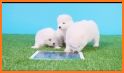 Sago Mini Puppy Daycare related image